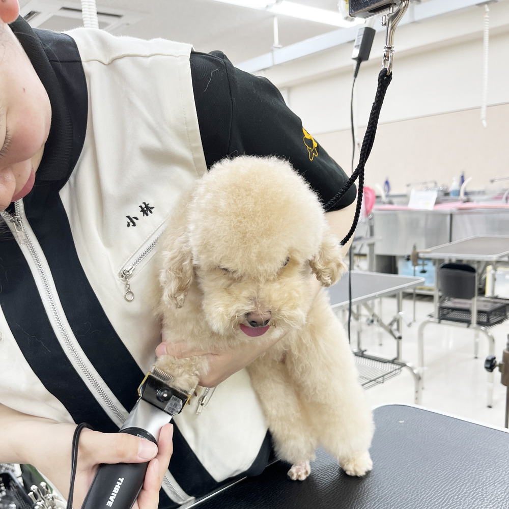 ２年生はお客様の愛犬をトリミング♪②